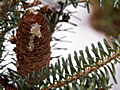 Abies koreana Blue Magic IMG_4730 Jodła koreańska